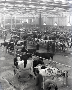 802197 Interieur van de runderhal van de Veemarkthallen (Voorveldsepolder; Sartreweg 1) te Utrecht, tijdens een veemarkt.